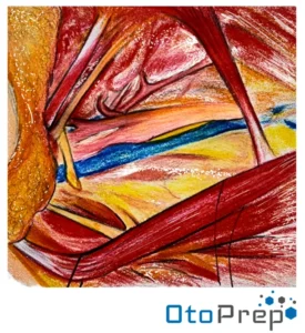 OtoPrep Neck Dissection anatomy